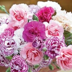 Karışık Renk Kokulu Katmerli Karanfil Çiçeği Fidesi (3 adet)