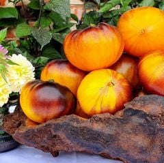 Wolverine İri Etli Meyveli Domates Tohumu (15 Tohum)