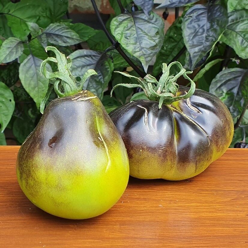 Yeşil Flanders Contrast Alacalı Domates Tohumu (15 Tohum)