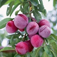 Tüplü Leziz Bol Verimli Yarı Bodur Santa Rosa Japon Erik Fidanı