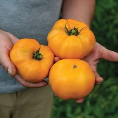 İri Meyveli Etli Dr.Wyche's Yellow Domates Tohumu (15 Tohum)