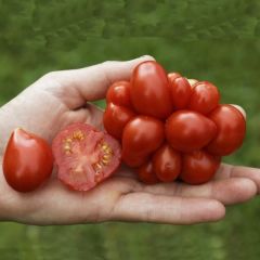 Woyage Mısır Patlağı Domates Tohumu (15 Tohum)