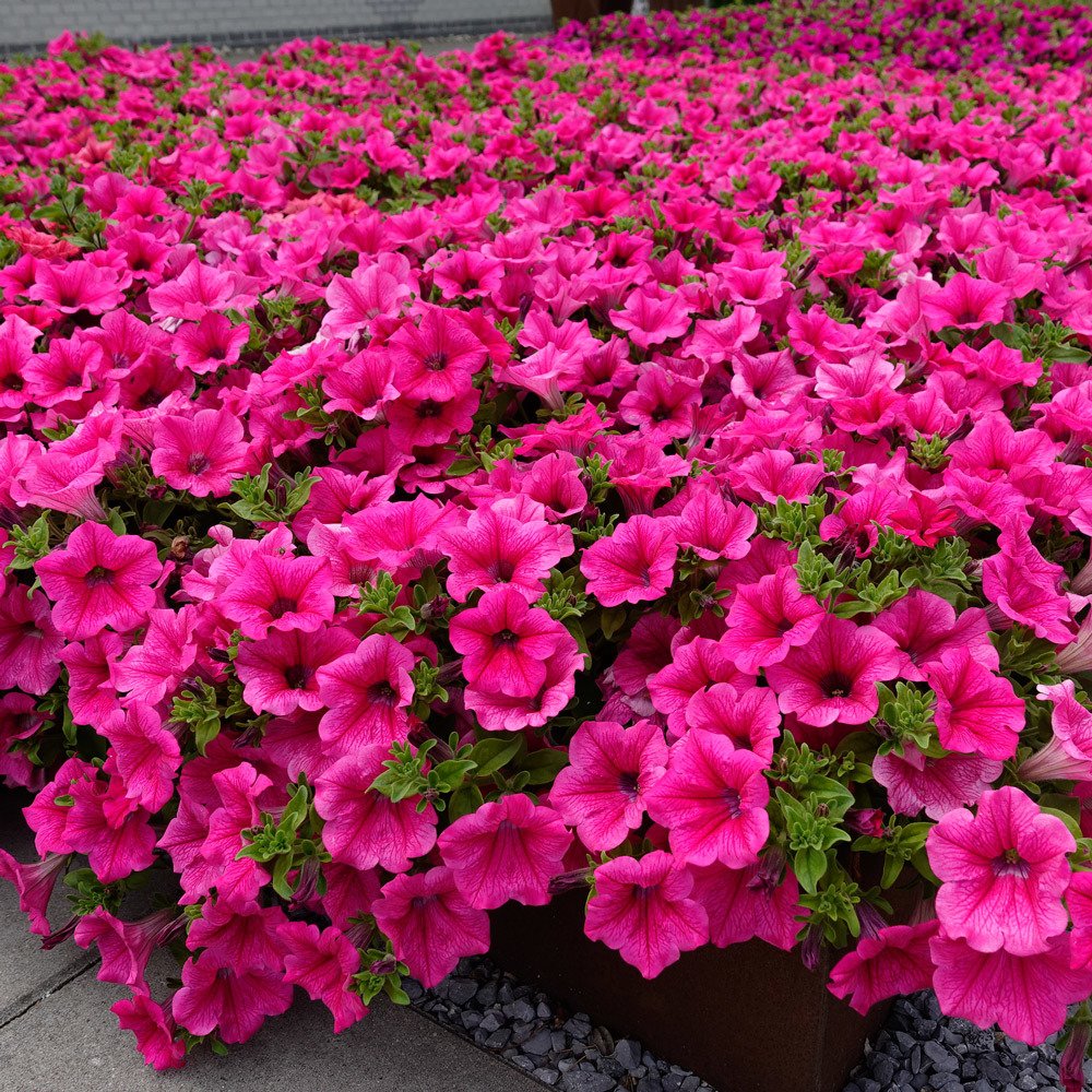 Potunia Piccola Serisi Cobalt Hot Pink Petunya Fidesi (3 adet)