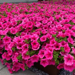 Potunia Piccola Serisi Cobalt Hot Pink Petunya Fidesi (3 adet)