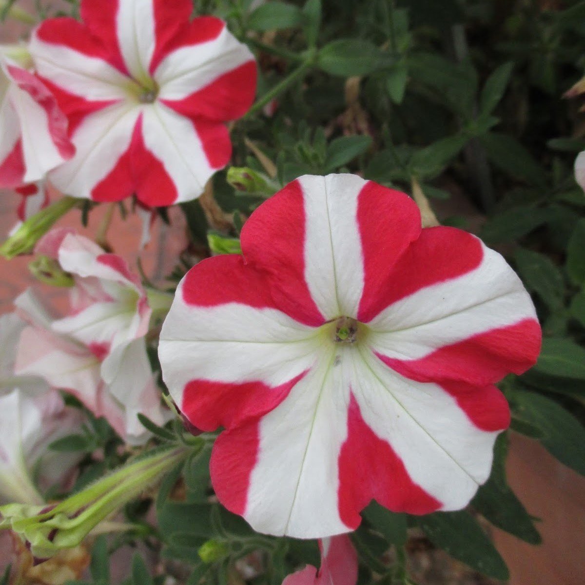 Double Colour Pepy Serisi Strawberry Petunya Fidesi(2 adet)