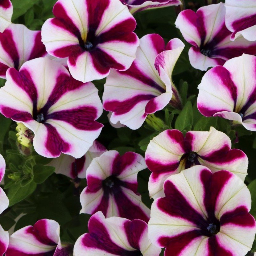 Pepy Serisi Double Colour Purple Petunya Fidesi(2 adet)