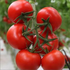Salkım Bt Serenay F1 Hibrit Sırık Domates Tohumu (10 Tohum)