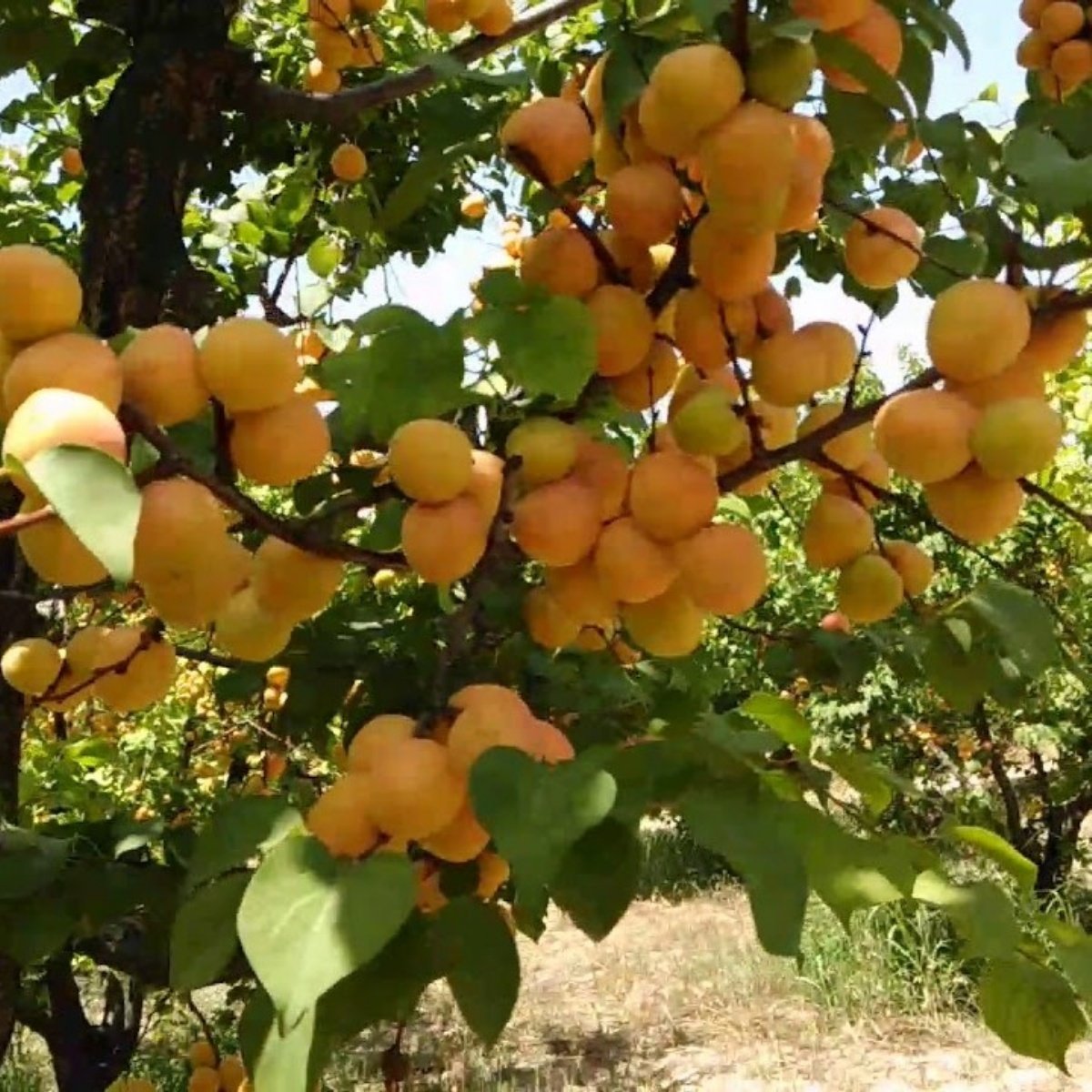 Tüplü Erkenci Yüksek Verimli Yarı Bodur Trintina (Thyrinte) Kayısı Fidanı