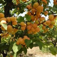 Tüplü Erkenci Yüksek Verimli Yarı Bodur Trintina (Thyrinte) Kayısı Fidanı
