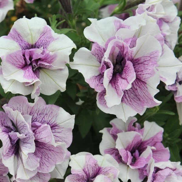 Origami Lavander Touch Dev Çiçeli Petunya Çiçeği Fidesi (3 adet)