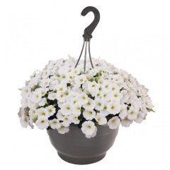 Sweetunia White Petunya Fidesi (3 adet)