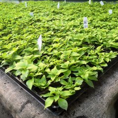 Sweetunia Rose Gem Petunya Fidesi (3 adet)