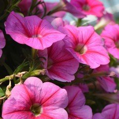 Sweetunia Rose Gem Petunya Fidesi (3 adet)