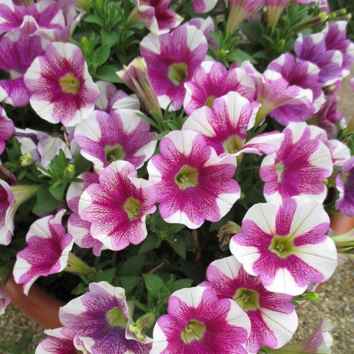 Sweetunia Hot Pink Petunya Fidesi (3 adet)