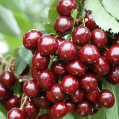 Tüplü Aromatik Kendine Verimli Yarı Bodur Stella Kiraz Fidanı