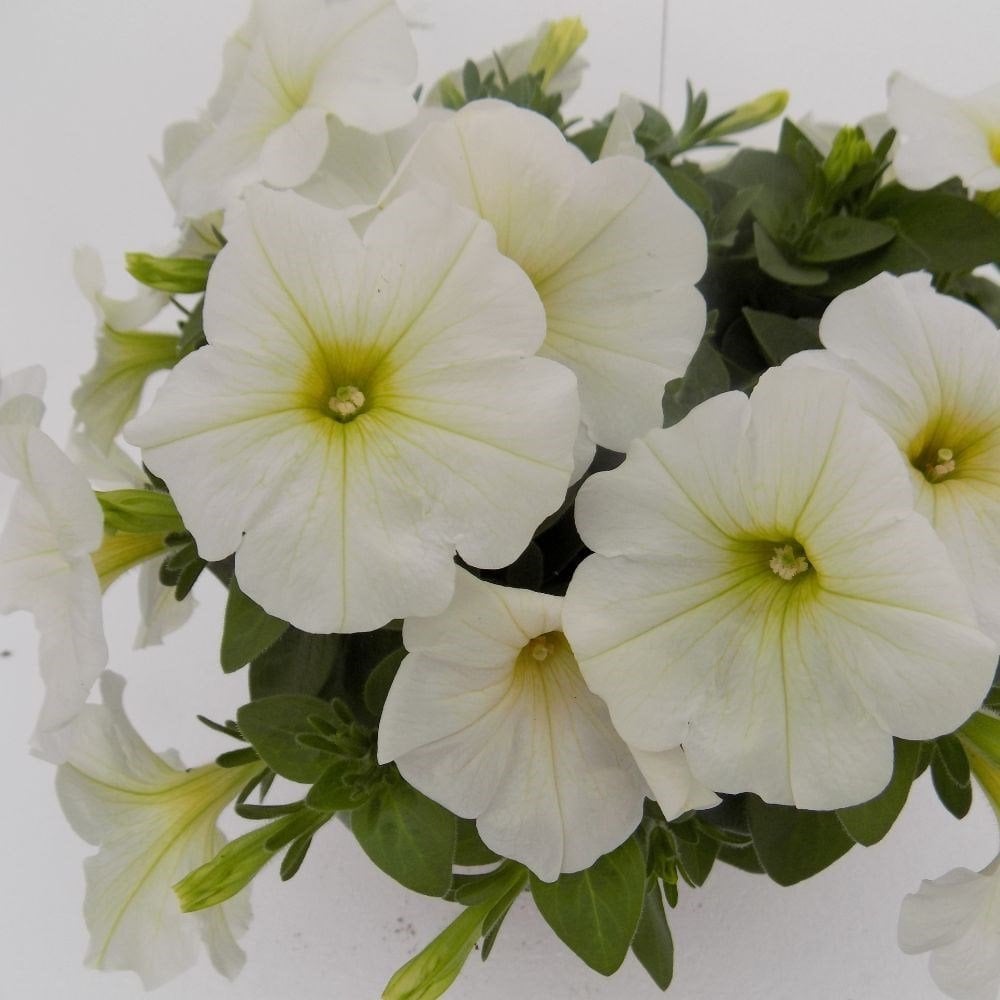 Potunia Plus Serisi White Petunya Çiçeği Fidesi (3 adet)