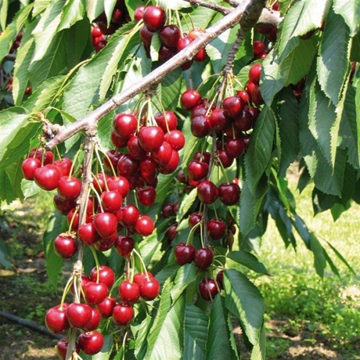Tüplü Çok Erkenci Bol Verimli Yarı Bodur Vista Kiraz Fidanı