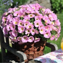 Potunia Plus Pembe Petunya Çiçeği Fidesi (3 adet)