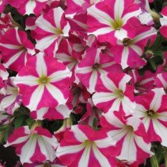 Potunia Plus Magenta Yıldız Petunya Çiçeği Fidesi (3 adet)