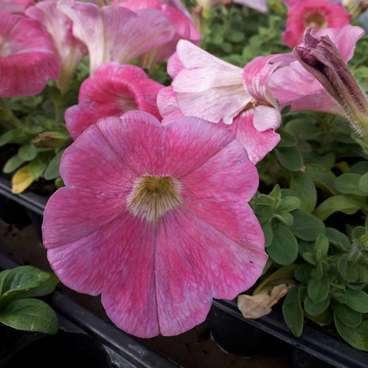 Potunia Plus Hot Pembe Petunia Fidesi (3 adet)