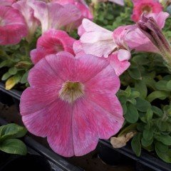 Potunia Plus Hot Pembe Petunia Fidesi (3 adet)