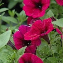 Suprise Serisi Kardinal Çiçekli Petunya Fidesi(3 adet)