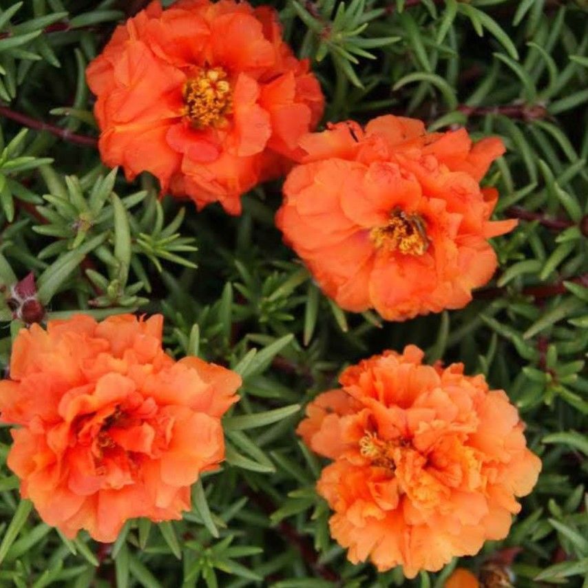 Katmerli Orange Quen Beyaz İpek Çiçeği Fidesi (1 adet)