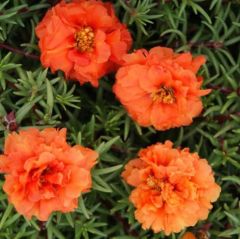 Katmerli Orange Quen Beyaz İpek Çiçeği Fidesi (1 adet)