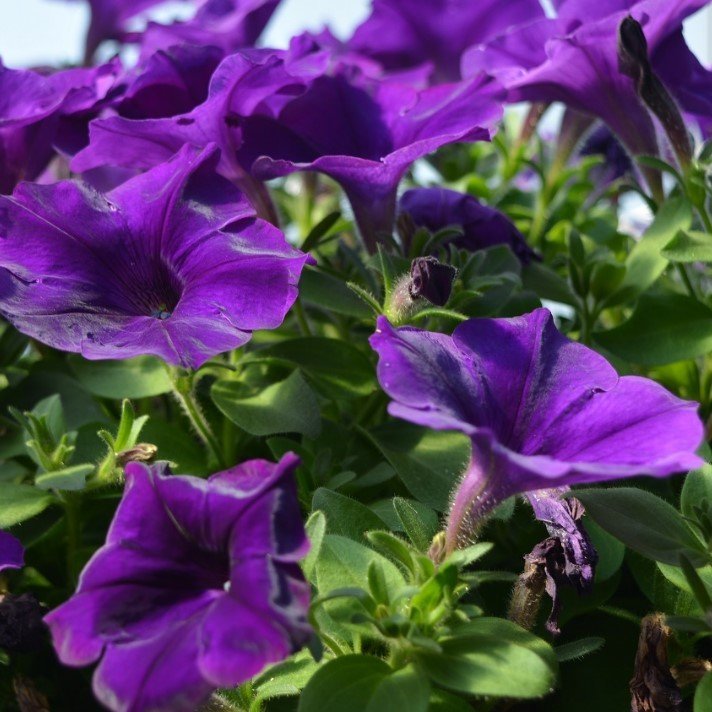 Suprise Serisi Cobalt Blue Petunya Çiçeği Fidesi (3 adet)