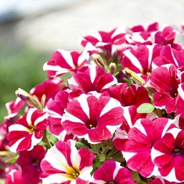 Suprise Serisi Cerise Star Çiçekli Petunya Fidesi (3 adet)