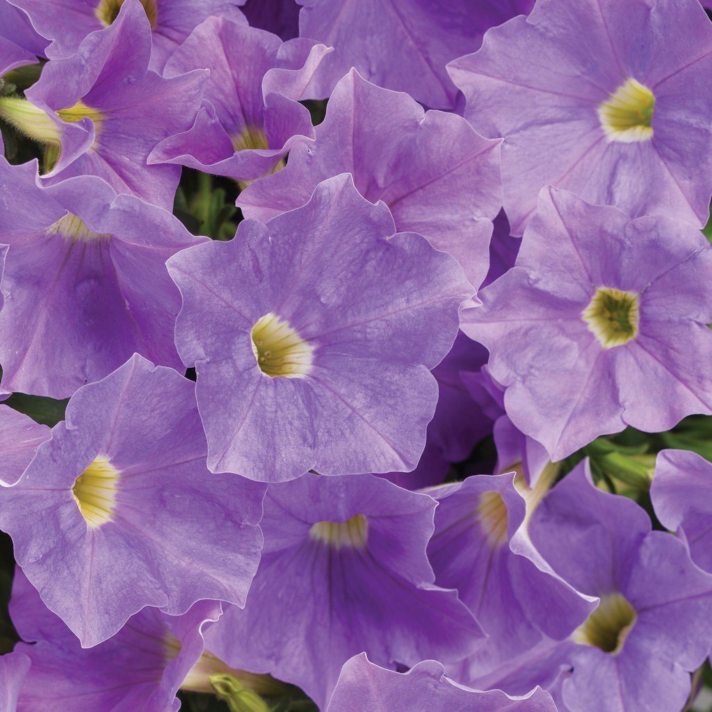 Suprise Serisi Blue Sky Çiçekli Petunya Fidesi (3 adet)