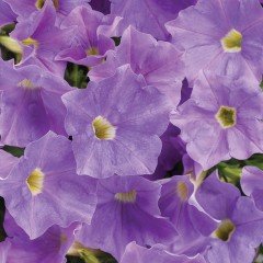 Suprise Serisi Blue Sky Çiçekli Petunya Fidesi (3 adet)