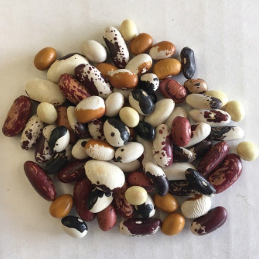 Geleneksel Mixed Fasulye Tohumları (10 Tohum)