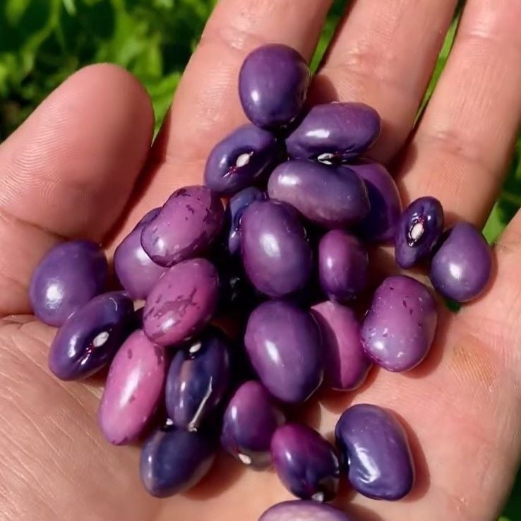 Geleneksel Purple Sırık Fasulye Tohumu (10 Tohum)
