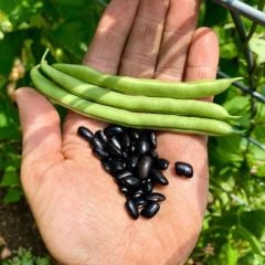 Cherokee Trail of Tears Oturak Fasulye Tohumu (10 Tohum)