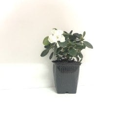 Nigar Hatun Beyaz Renkli Açelya Fidanı (Saksılı)