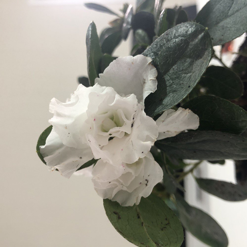 Nigar Hatun Beyaz Renkli Açelya Fidanı (Saksılı)