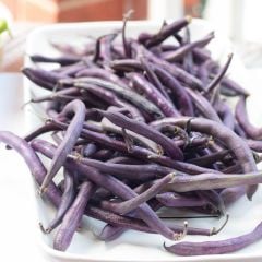 Purple Wax Sırık Geleneksel Fasulye Tohumu (10 Tohum)