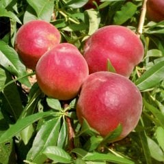 Tüplü Çok Erkenci Bol Verimli Yarı Bodur Transvalia Şeftali Fidanı