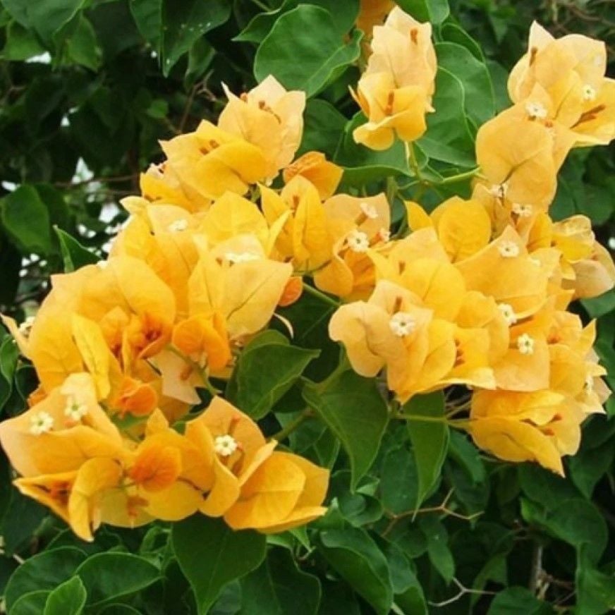 Sarı Renkli Begonvil Çiçeği Fidesi (1 adet)