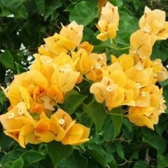 Sarı Renkli Begonvil Çiçeği Fidesi (1 adet)