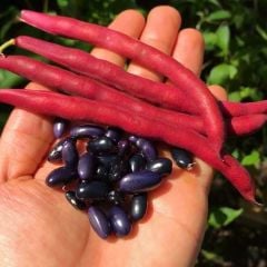 Cherokee Trail Of Tears Siyah Fasulye Tohumu (10 Tohum)