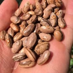 Smilyan Kateritza Alacalı Fasulye Tohumu (10 Tohum)