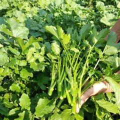 Doğal Hardal Otu Tohumu (100 Tohum)