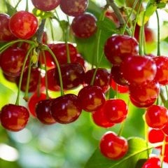 Tüplü Özel Çeşit Yüksek Verimli Yarı Bodur Oblacinska Vişne Fidanı