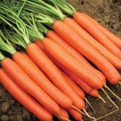 Scarlet Nantes Turuncu İri Meyveli Havuç Tohumu (200 Tohum)