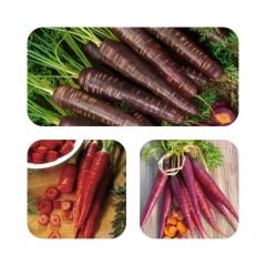 Geleneksel  Mixed Havuç Havuç Tohumu (100 Tohum)