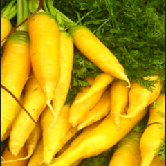 Geleneksel Doğal Solar Yellow Havuç Tohumu (50 Tohum)
