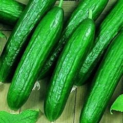 Bol Dökümlü Kokulu Beith Alpha F1 Salatalık Tohumu (10 Tohum)