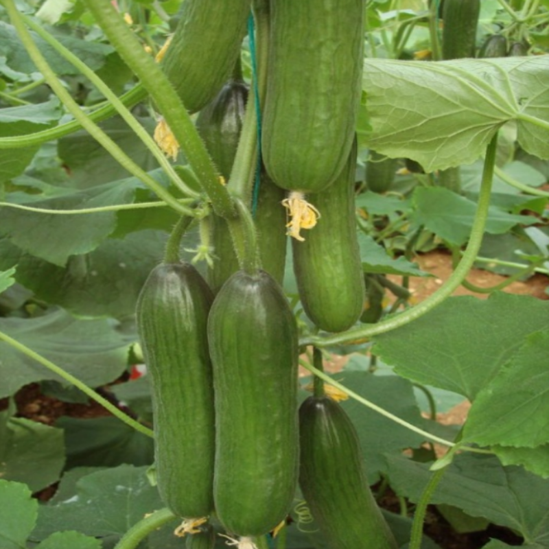 Yüksek Verimi Silor Ak-83 Badem Hıyar Tohumu (10 Tohum)